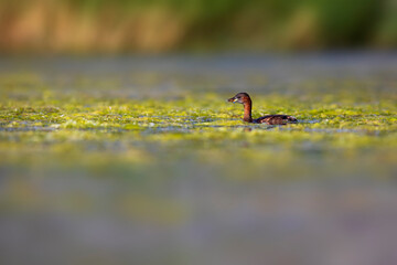 Cute little bird. A waterfowl common in wetlands Little Grebe. (Tachybaptus ruficollis).