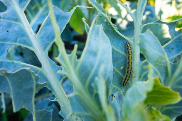 Damaged cabbage leaves, eaten by caterpillar, insects, pests white cabbage leaves