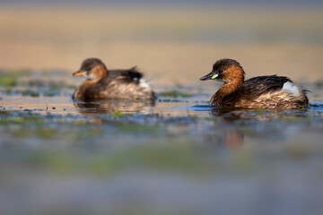 Cute little bird. A waterfowl common in wetlands Little Grebe. (Tachybaptus ruficollis).