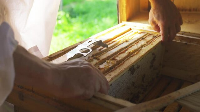The beekeeper takes the nest frames with honey from the hive, shaking and brushing the bees.Agricultural concept.