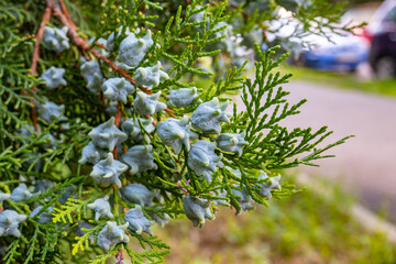 green thuja branch covered with seeds, young cones, close-up