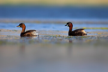 Cute little bird. A waterfowl common in wetlands Little Grebe. (Tachybaptus ruficollis).