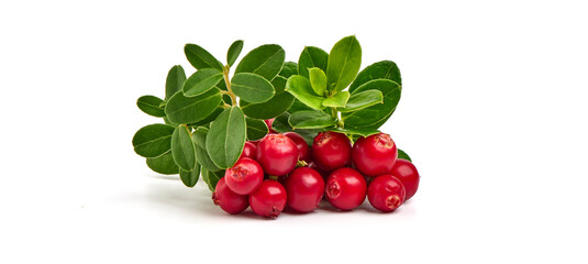 Wild cowberry, foxberry, lingonberry with leaves, isolated on white background. High resolution image.