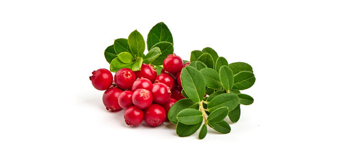 Wild cowberry, foxberry, lingonberry with leaves, isolated on white background. High resolution image.
