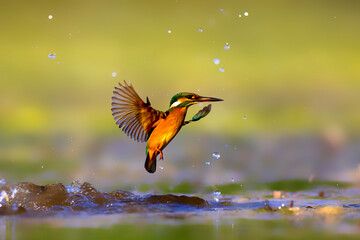 Kingfisher bird diving for fish. Colorful nature background. Bird: Common Kingfisher. Alcedo atthis.