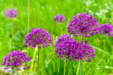 Purple flowers blooming on sunny day, closeup