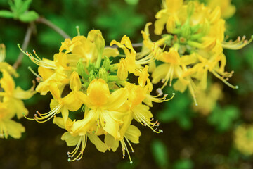 Beautiful yellow flowers blooming on sunny day, closeup