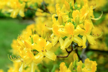 Fototapeta premium Beautiful yellow flowers blooming on sunny day, closeup