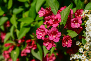 Beautiful red flowers blooming on sunny day, closeup