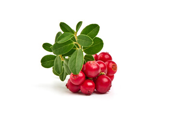 Fresh wild lingonberry berries with leaves, isolated on white background.