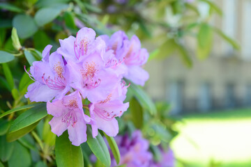 Beautiful Rhododendron with purple flowers outdoors, closeup