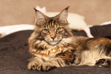 Portrait of a young tortoiseshell Maine Coon cat, which lies on a chocolate blanket on the bed. Close-up from the side