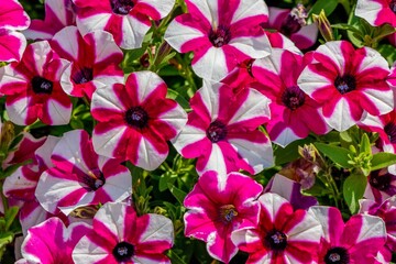 pink flowers in the garden