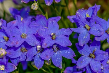 flowers in the garden