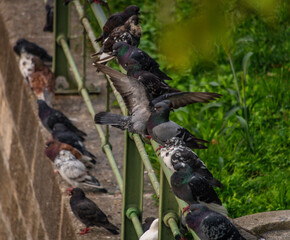 Pigeon birds near stone wall and green fence in morning capital Wien