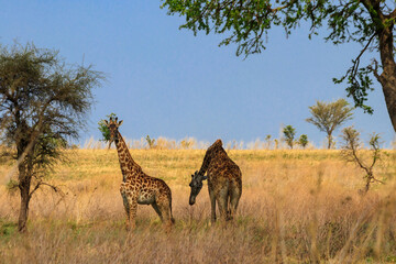 Pair of giraffes in savanna in Serengeti national park in Tanzania. Wild nature of Tanzania, East Africa