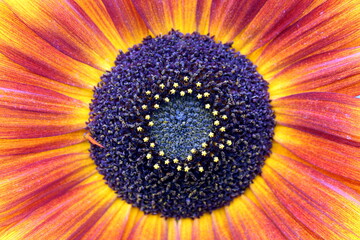 Texture of red-yellow gerbera flower.