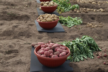 Various varieties of young organic potatoes dug up in a farmer's field in bowls on the ground, harvesting