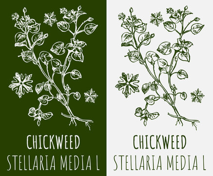 Drawings CHICKWEED. Hand drawn illustration. Latin name STELLARIA MEDIA L.