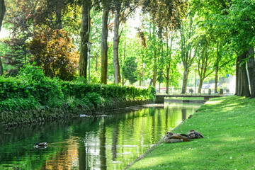 View of ducks on green grass in park