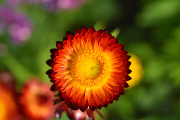 Red and yellow flowers on a background of green foliage. Helichrysum orientale. Beautiful bright flowers and background blur.