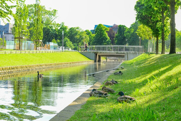 Fototapeta na wymiar View of ducks on green grass in park