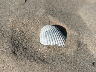 seashell on the beach