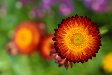 Red and yellow flowers on a background of green foliage. Helichrysum orientale. Beautiful bright flowers and background blur.