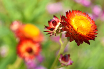 Red and yellow flowers on a background of green foliage. Helichrysum orientale. Beautiful bright flowers and background blur.