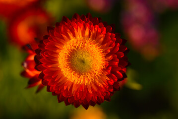 Red and yellow flowers on a background of green foliage. Helichrysum orientale. Beautiful bright flowers and background blur.