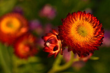 Red and yellow flowers on a background of green foliage. Helichrysum orientale. Beautiful bright flowers and background blur.