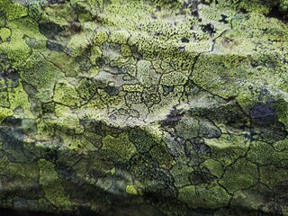 lichen on a tree