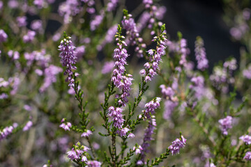 Blühende Heide