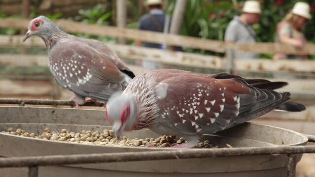colombe de Guin&eacute;e, Guin&eacute;a en train de manger dans un parc animalier