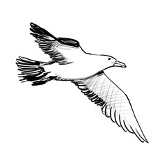 Seagull drawing - black pencil hand drawn illustration (transparent PNG)