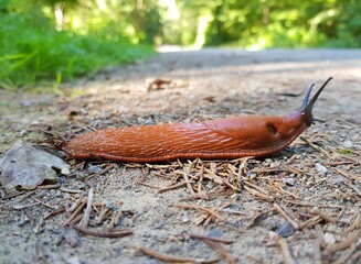 The red slug (Arion rufus), also known as the large red slug, chocolate arion and European red slug, is a species of land slug in the family Arionidae, the roundback slugs.