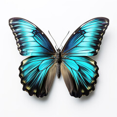 Blue butterfly with black lines on a white isolated background