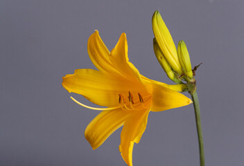 Obraz premium Close up of a beautiful yellow flower of a daylily or lily on gray background, hemerocallidoideae 