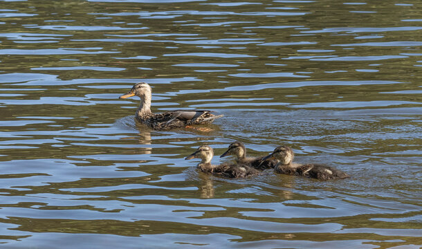 Enten