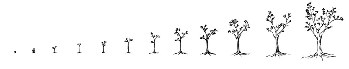 Growing tree drawing set - black pencil hand drawn illustration (transparent PNG)