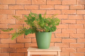 Green plant on stepladder near brick wall