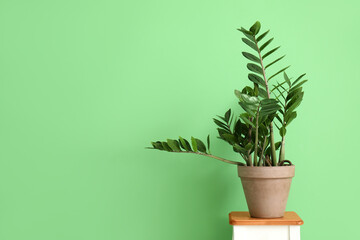 Houseplant on table near green wall