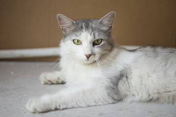 portrait of a gray fluffy domestic cat