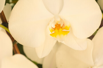 white orchid flowers with yellow center close up