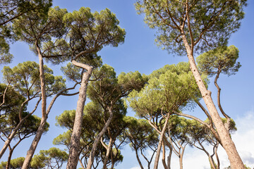 Umbrella stone pine trees in a park in Rome Italy on a sunny day with blue skies