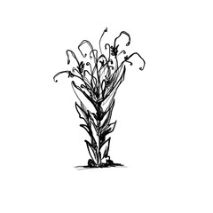 Tree drawing - black pencil hand drawn illustration (transparent PNG)