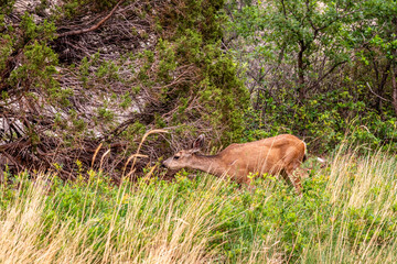 Mule Deer at Garden of the Gods, Colorado Springs, Colorado.