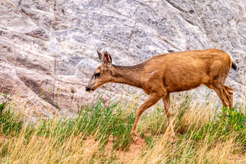 Mule Deer at Garden of the Gods, Colorado Springs, Colorado.