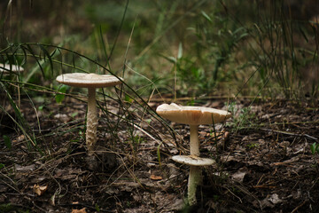 Mushrooms on autumn background fallen leaves.