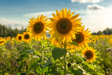 Naklejka premium Sunflower field. Yellow sunflower flowers on the background of the field. Close-up. Photo